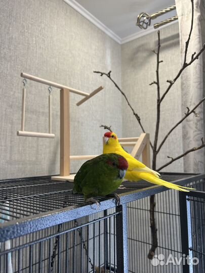 Попугай какарик