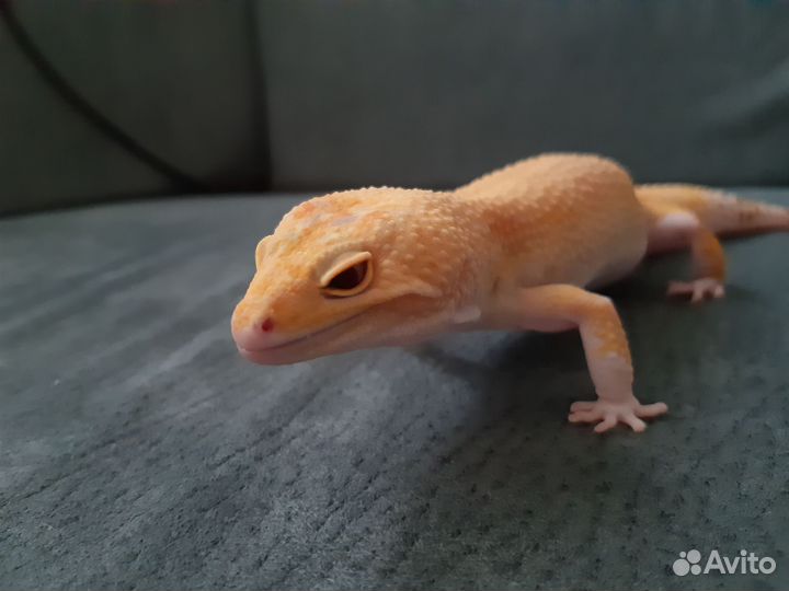 Самец Эублефара для спаривания