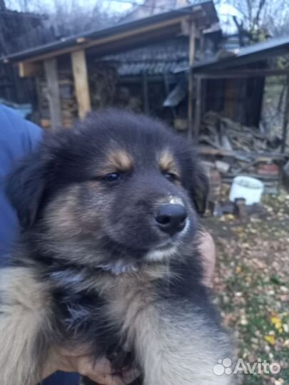 Отдам в добрые руки мальчиков