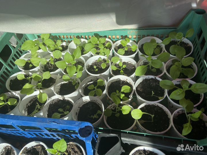 Рассада петунии
