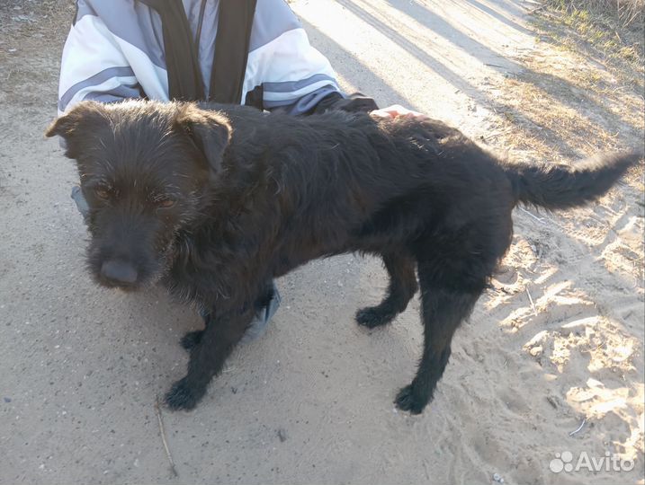 Собака в добрые руки