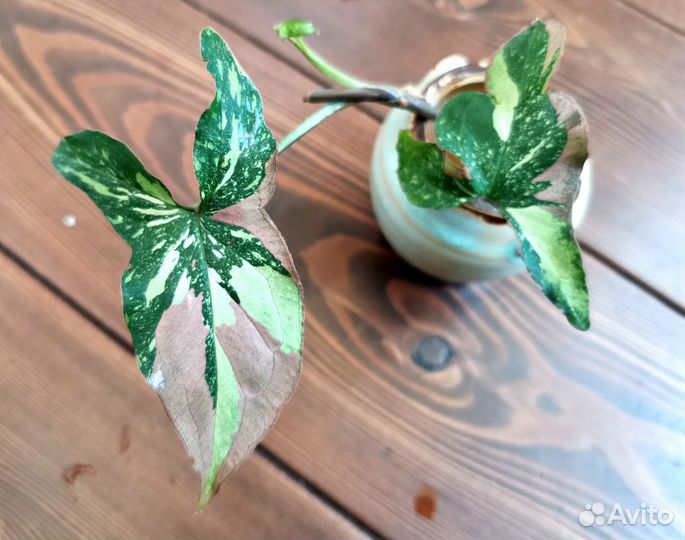 Сингониумы