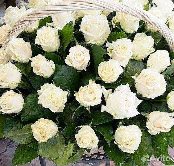 Высокие розы Доставка цветов