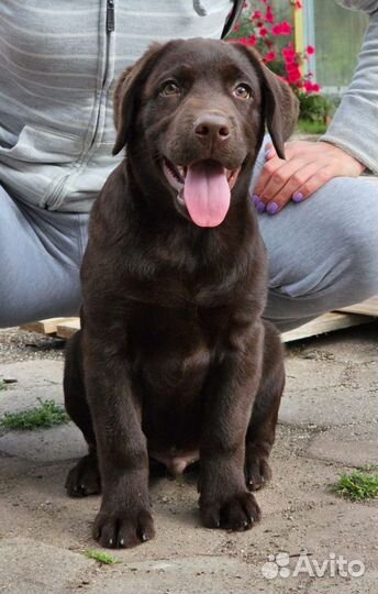 Щенок лабрадора ретривера шоколадного окраса