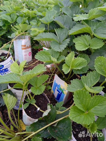 Саженцы садовой клубники (Виктории) с зкс