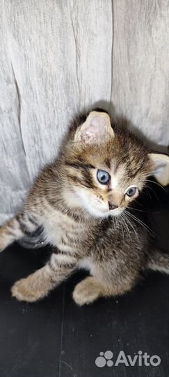 Кошка в дар бесплатно