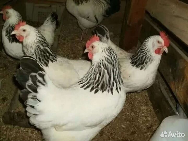 Куры несушки