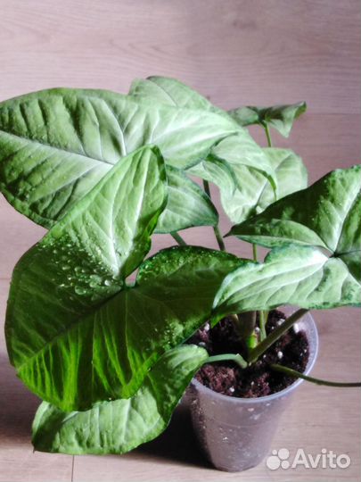 Растения в доме