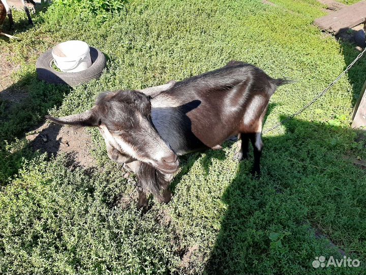 Козел ламанча