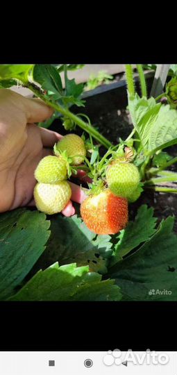 Рассада клубники