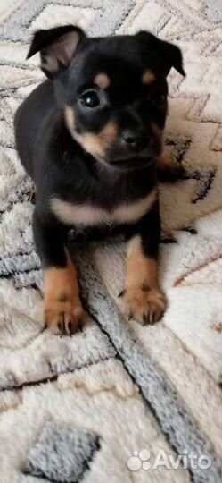 Той-терьер щенки