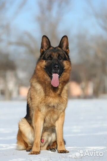 Немецкая овчарка