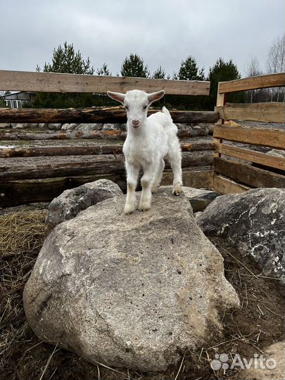 Зааненские козлята