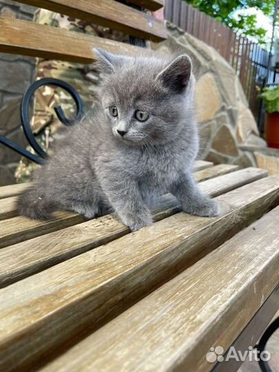 Русская голубая