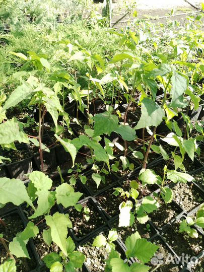 Гибискус травянистый