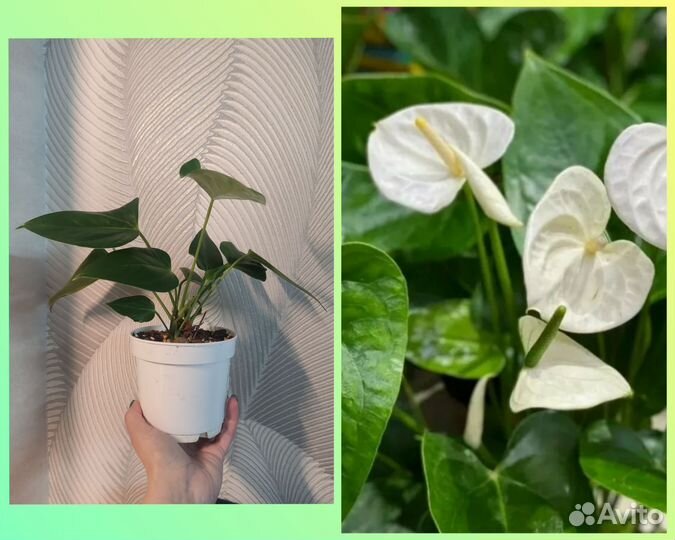 Антуриум Лили ред, вайт, зизу, вайт чемпион, белый