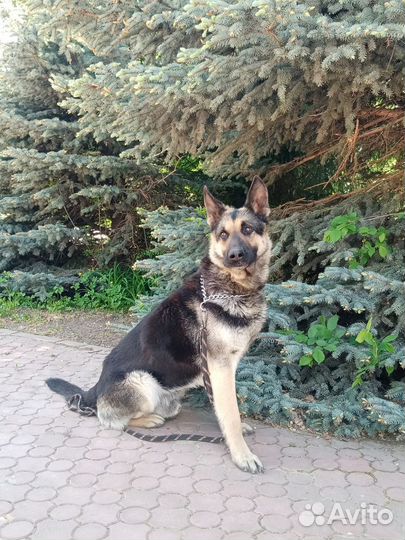 Кобель вео на вязку