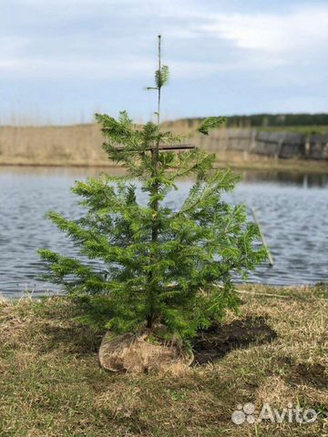 Пихта сибирская