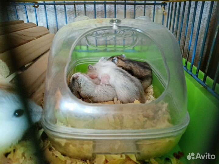 Джунгарский хомяк