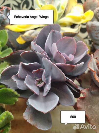 Суккуленты, эхеверии