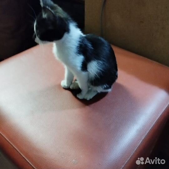 Котёнок