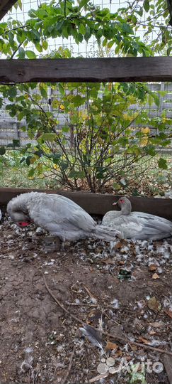 Индоутки Лаванда