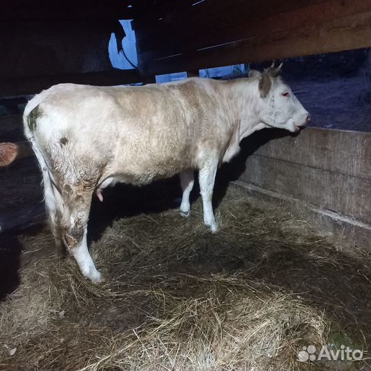 Продам корову первотелка
