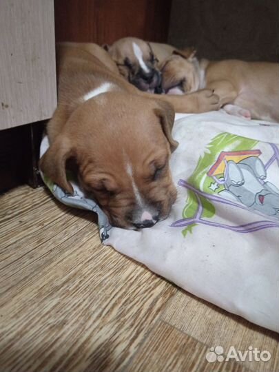 Мальчишки стаффорды