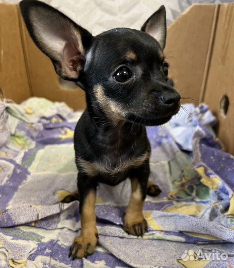 Той терьер щенки