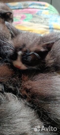 Кошка крысоловка