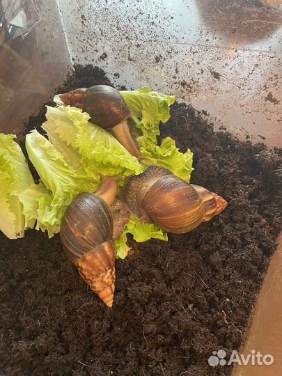 Улитки ахатины большие