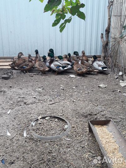 Утки дикие и утята