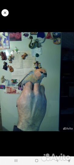 Певчие лесные птицы