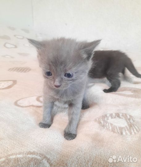 Котята в добрые руки бесплатно