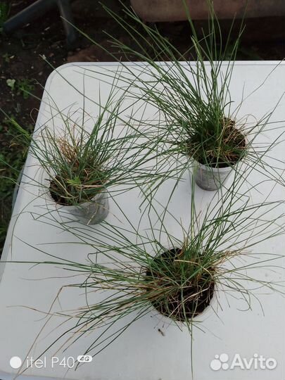 Рассада овсяницы сизой