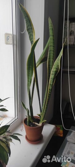 Сансевиерия