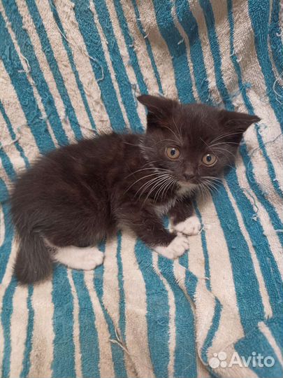 Кошки в дар