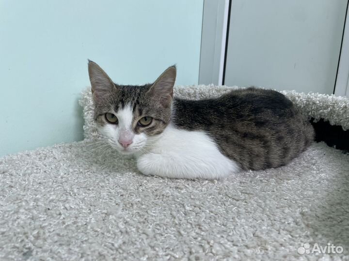 Кошечка 5 мес