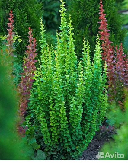 Спирея, Барбарис эректа, живая изгородь, бордюры