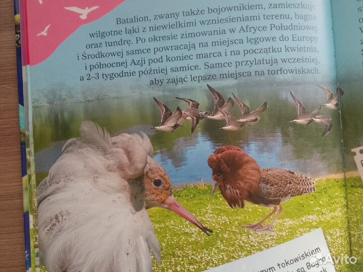 Книга на польском языке Wdrwki zwierzt