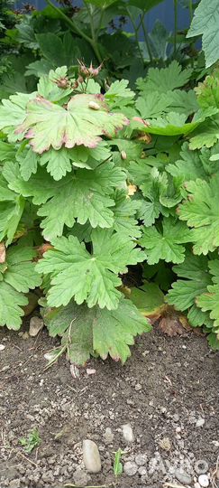 Герань садовая. Крупнокорневищная