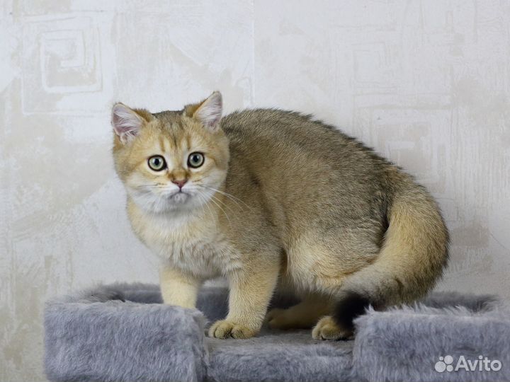 Британский котёнок