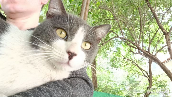 Кот Адольф ждет добрые руки (потеряшка с улицы)