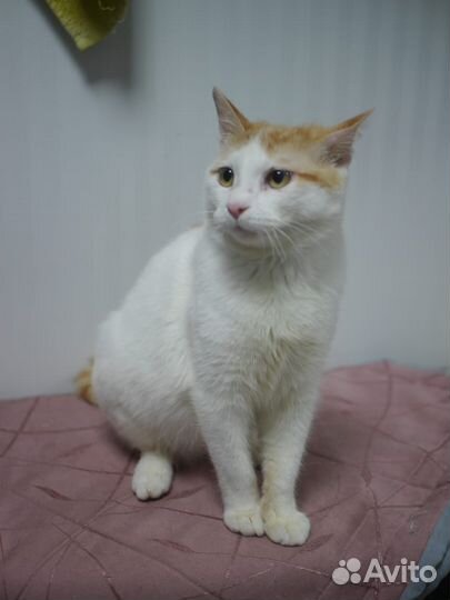 Котик ищет дом