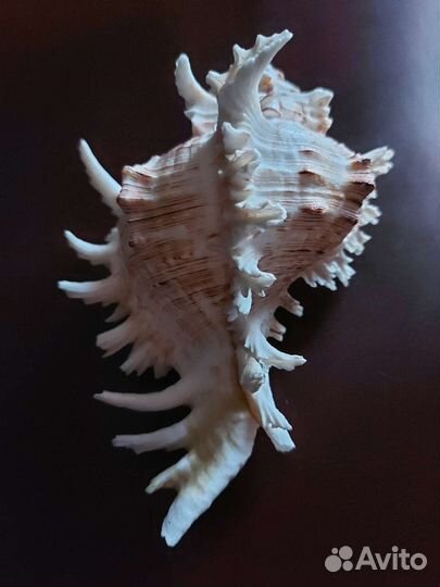 Ракушка морская