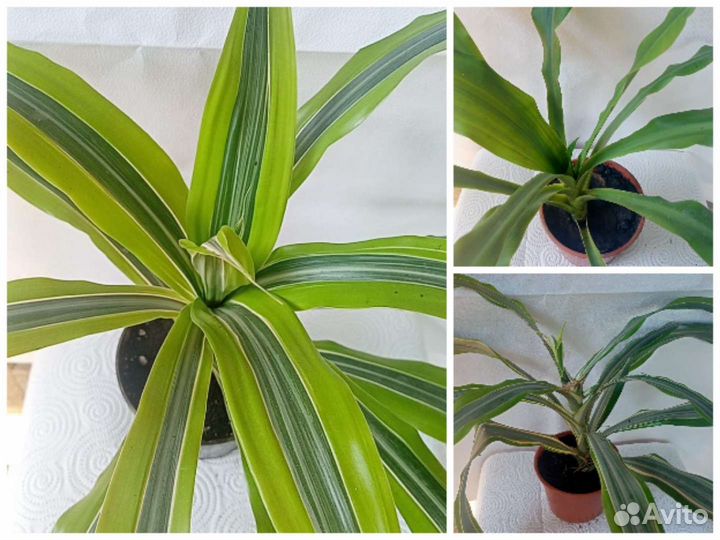 Комнатные цветы