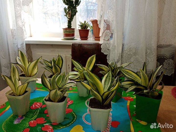 Комнатные растения