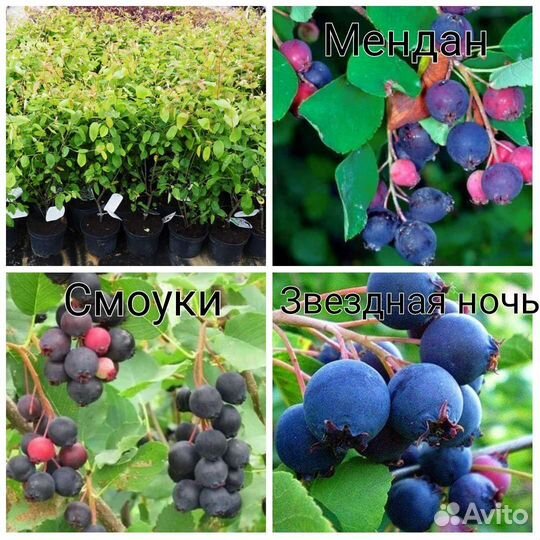 Саженцы Плодовых кустарников