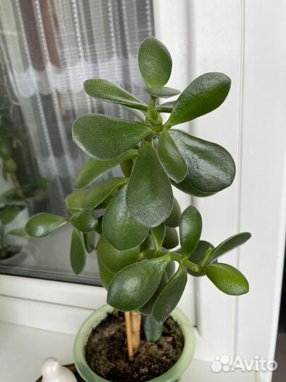 Денежное дерево Толстянка Комнатные цветы