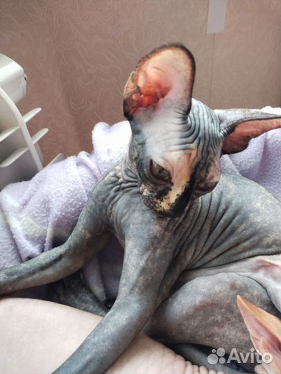 Канадский сфинкс котенок девочка